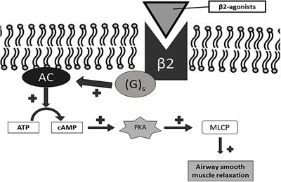 Single Inhaler LABA/LAMA for COPD